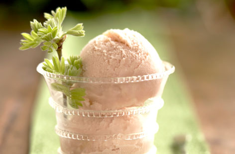 Homemade rhubarb ice cream is as light and delicious as it sounds. Tangy, tasty rhubarb is simmered in a vanilla sugar syrup before being churned in a classic custard ice cream mixture. Ration yourself to two scoops to make this gorgeous dessert last the summer.